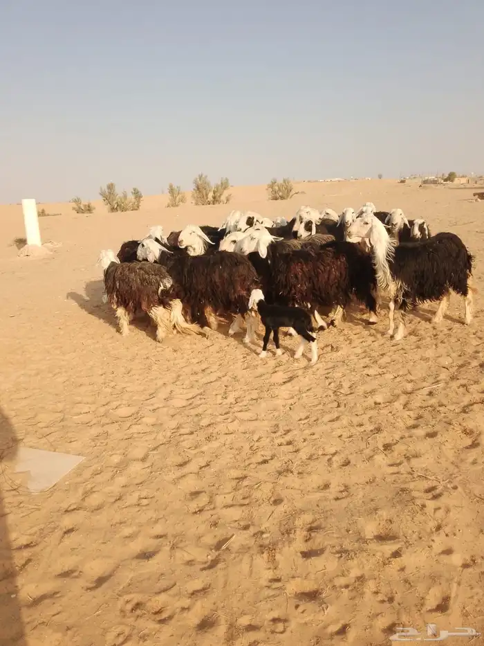 غنم نجد 4