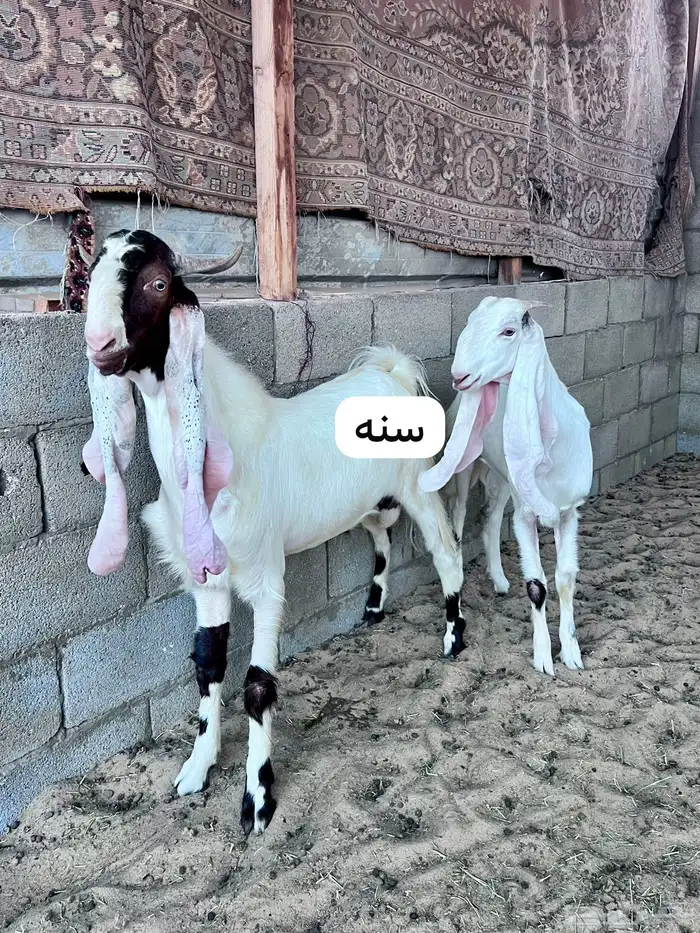 للبيع حلال كامل 22 راس هولنديه تيس معزا جفره هولندي فحل 5
