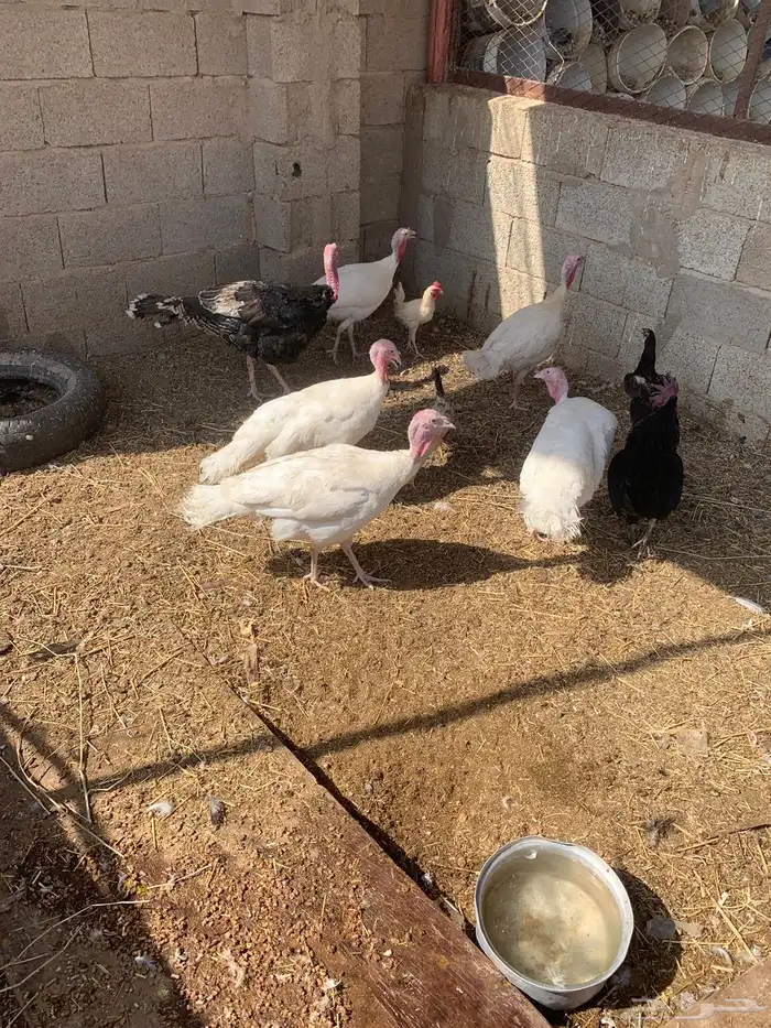 دجاج رومي 1