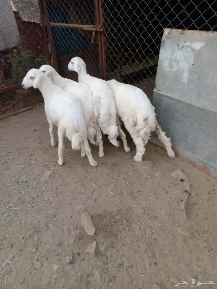 بهم 3
