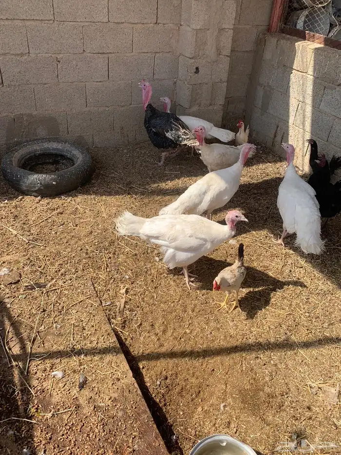 دجاج رومي 0