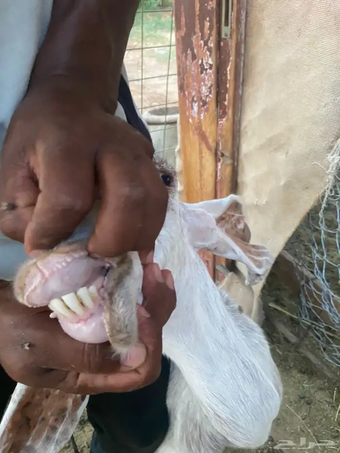 معزا عوارض ومصريه وهولنديه 1