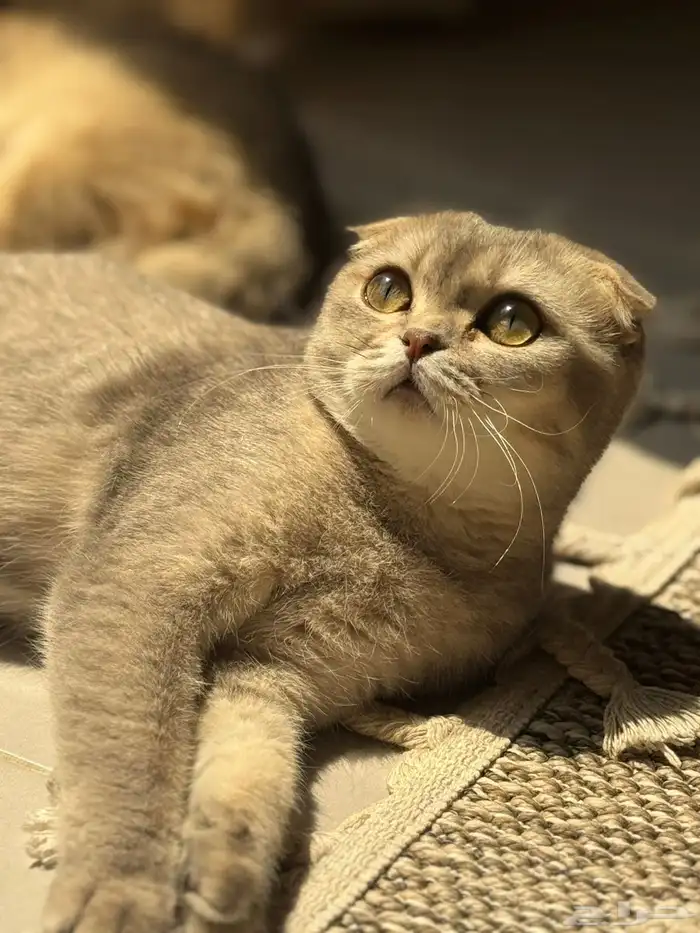 سكوتش انثى 2