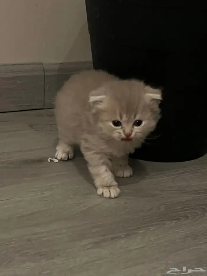 قطوه للبيع 7
