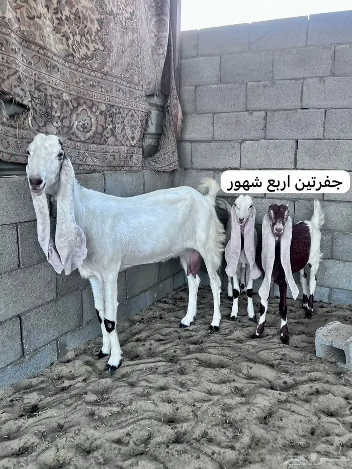 للبيع حلال كامل 22 راس هولنديه تيس معزا جفره هولندي فحل 8