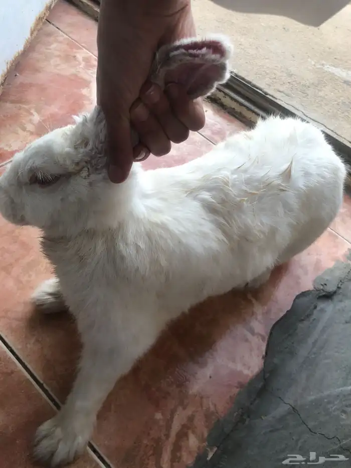 ارانب للبيع 6