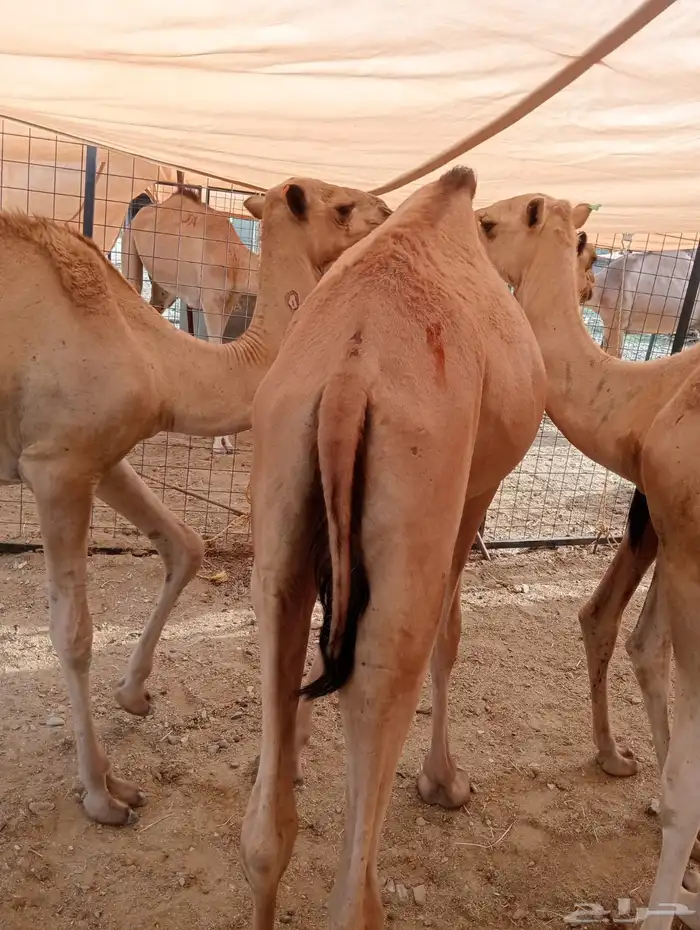 للجمله فقط قعدان صومالي من الرياض 5