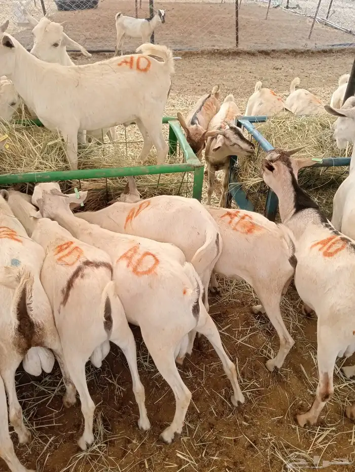 تيوس جدعان تنيان لأصحاب الجمله والملاحم والتفريد 5