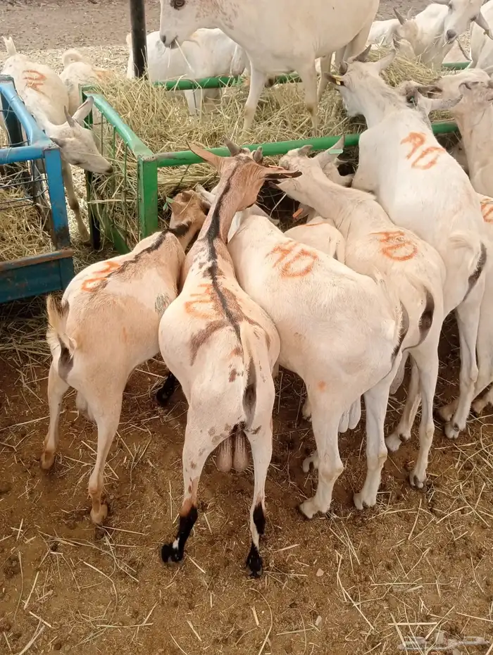 تيوس جدعان تنيان لأصحاب الجمله والملاحم والتفريد 10