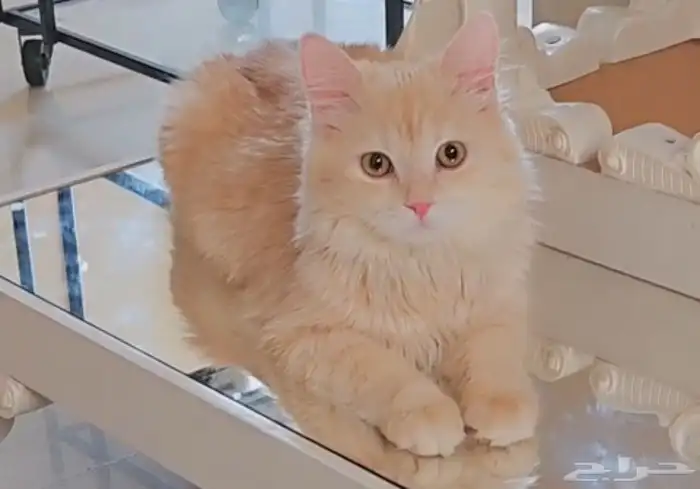 قطط العمر 6 اشهر ذكور 0