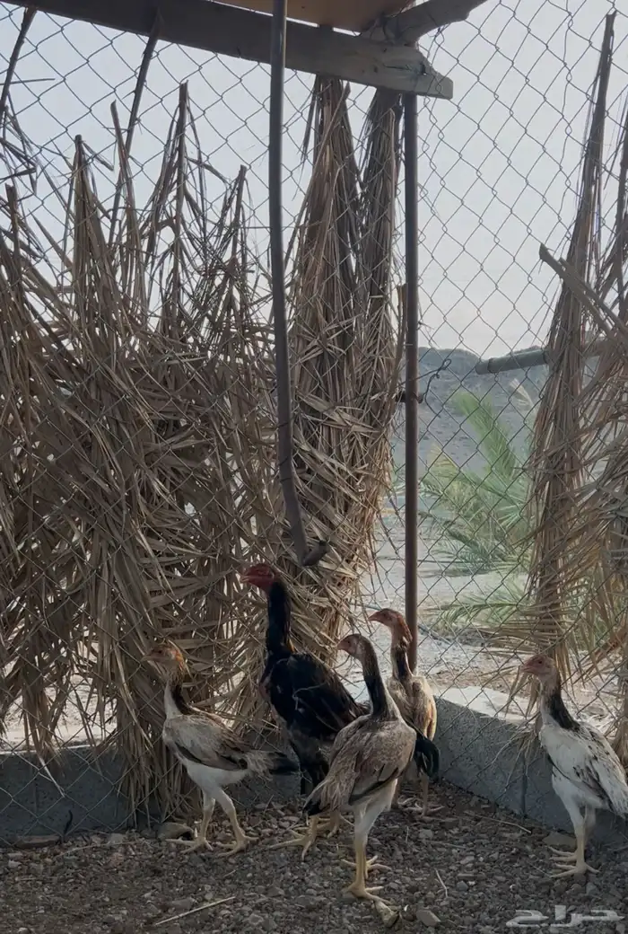 طقم شامو ياباني 1