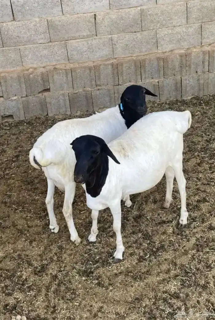 طلبان برابر مرابي نظيفه 1