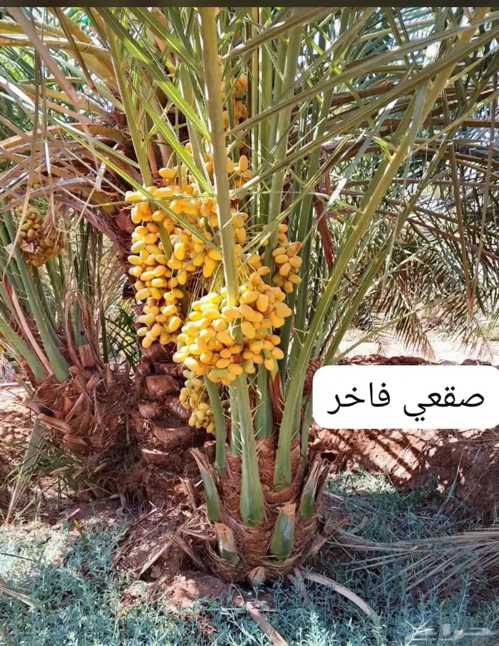 نخل فاخر اللبيع 5