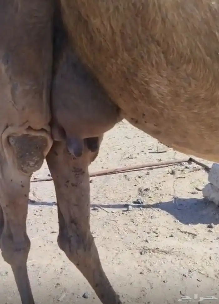 لقحه ملاقي منيحة مشروطة 2