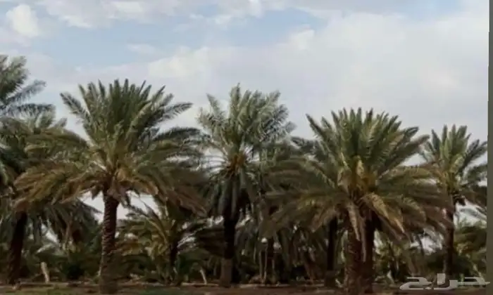 نخل مكتومي 4 م الي 5 م 0