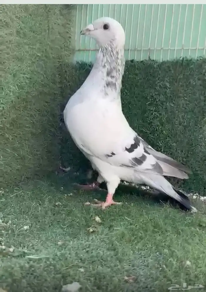 3 حبات زاجل اخوان 1