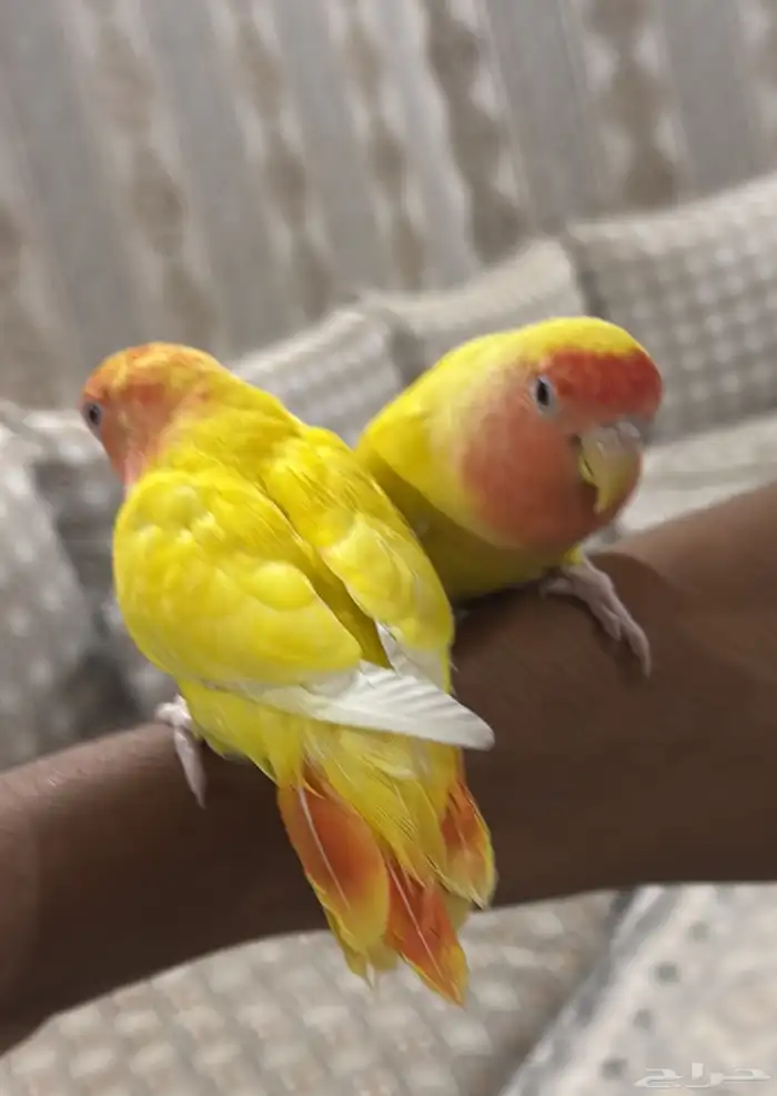 جوز روز منتج 3