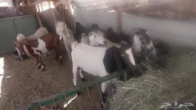 معزاء مشاريك سلم مضاريع index
