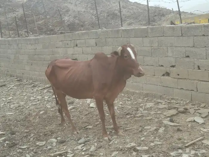 بقر 0
