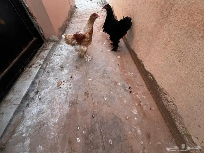 للبيع دجاج براهما اصلي 0