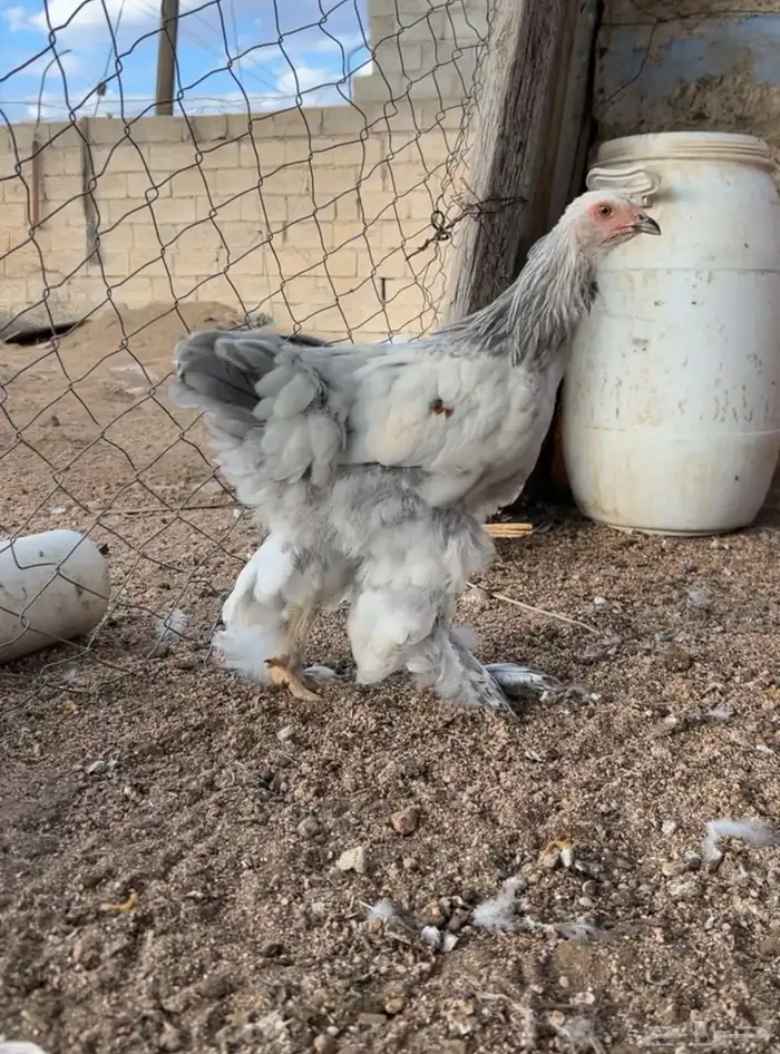 برهاما لبيع 9