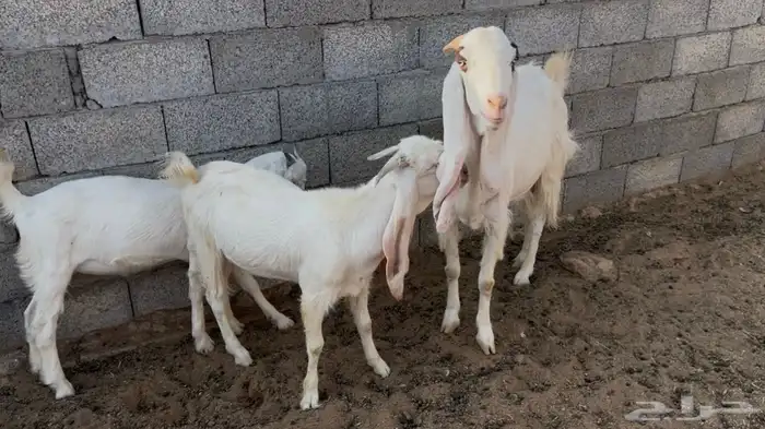 عنز معها جفرة وتيس 0