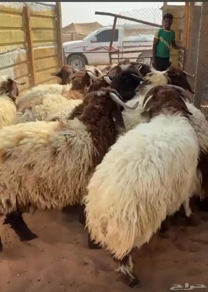 ذبايح نعيمي ذبائح حري ذبح وتوصيل 1