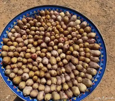 بقلاوه 0