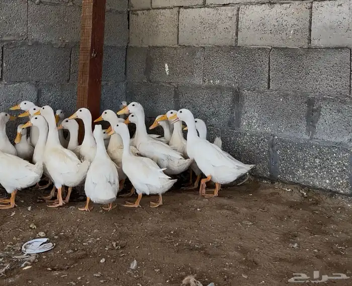 بط بكيني 1