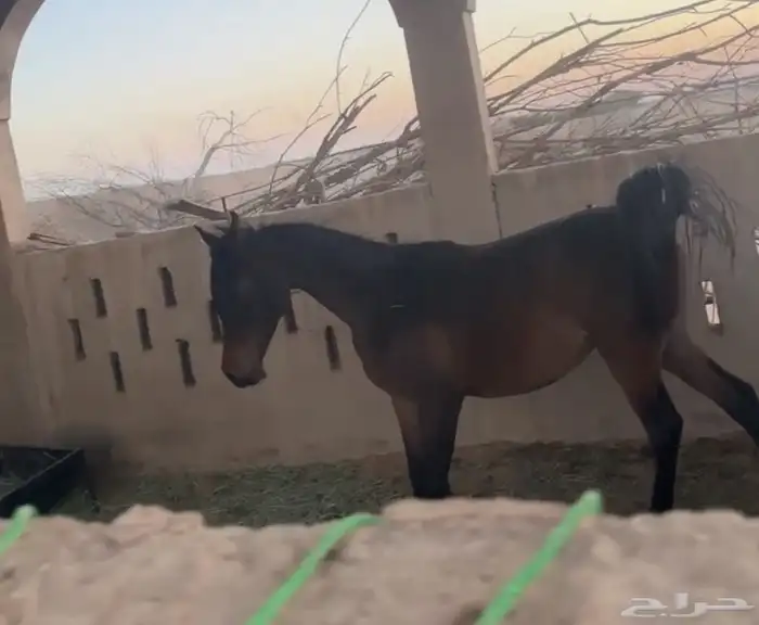 مهر شيخ 2