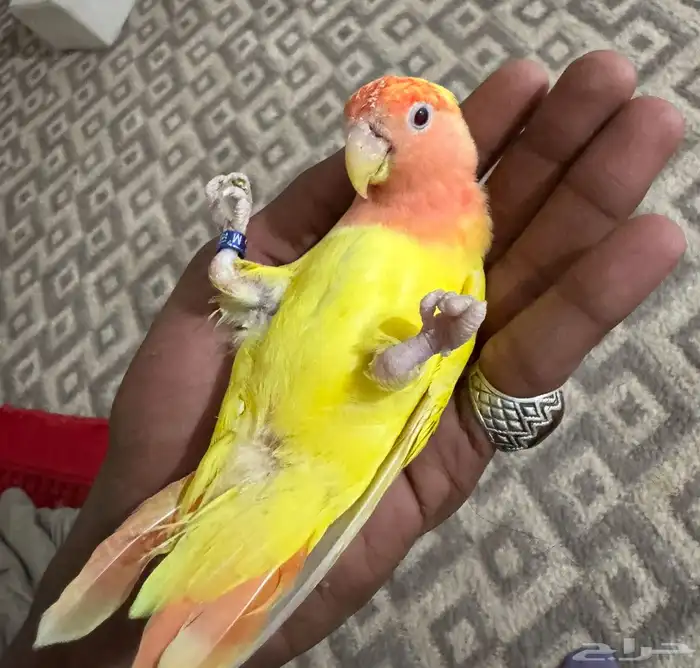 جوز روز منتج 1