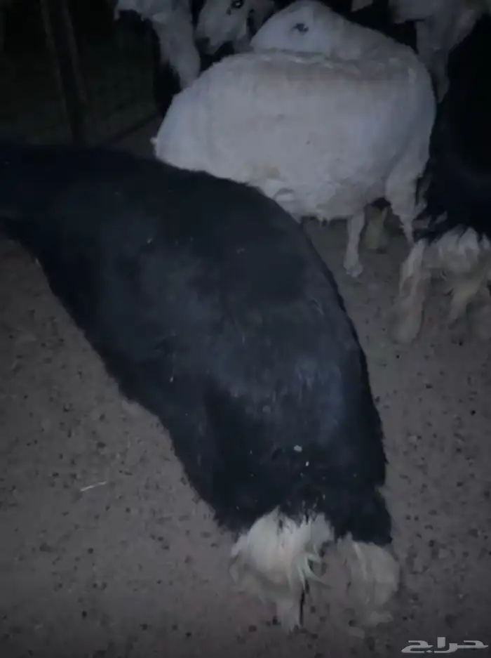 طليان 1