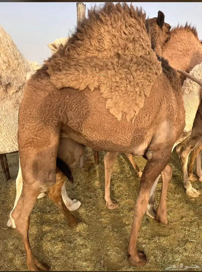 بكره كفو الموقع نجران 0