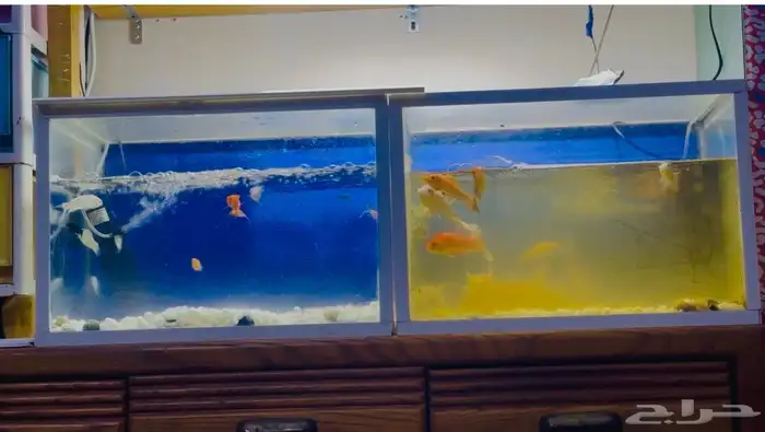 fish with aquariums 0