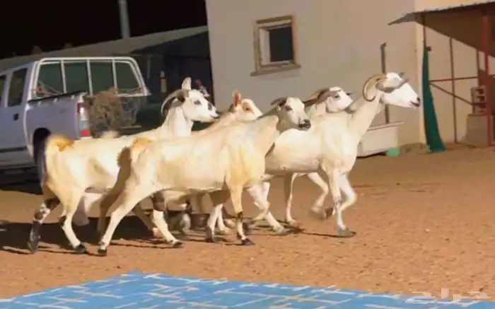 معزا بيشيات دفيع 4