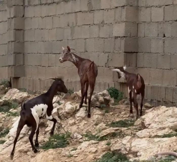 غنم وشح ثنتين دفع 2