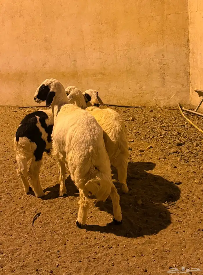خرافان ثلاجة 0
