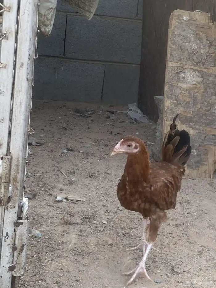 دجاج 2
