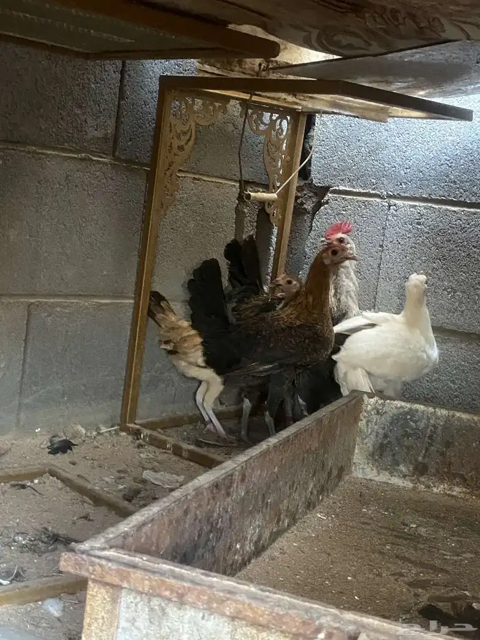 دجاج 0
