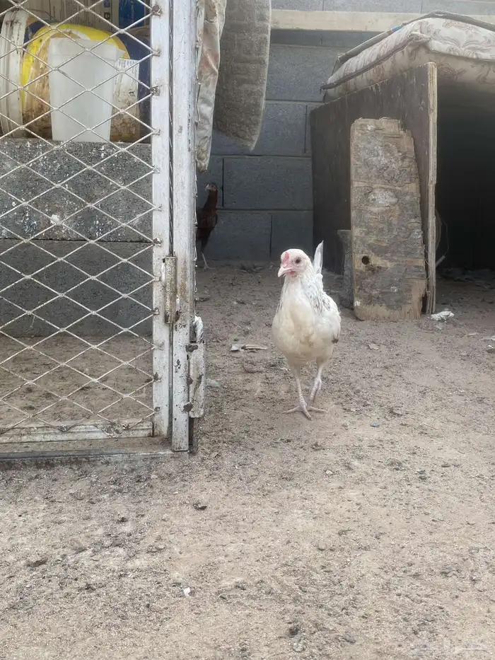 دجاج 3