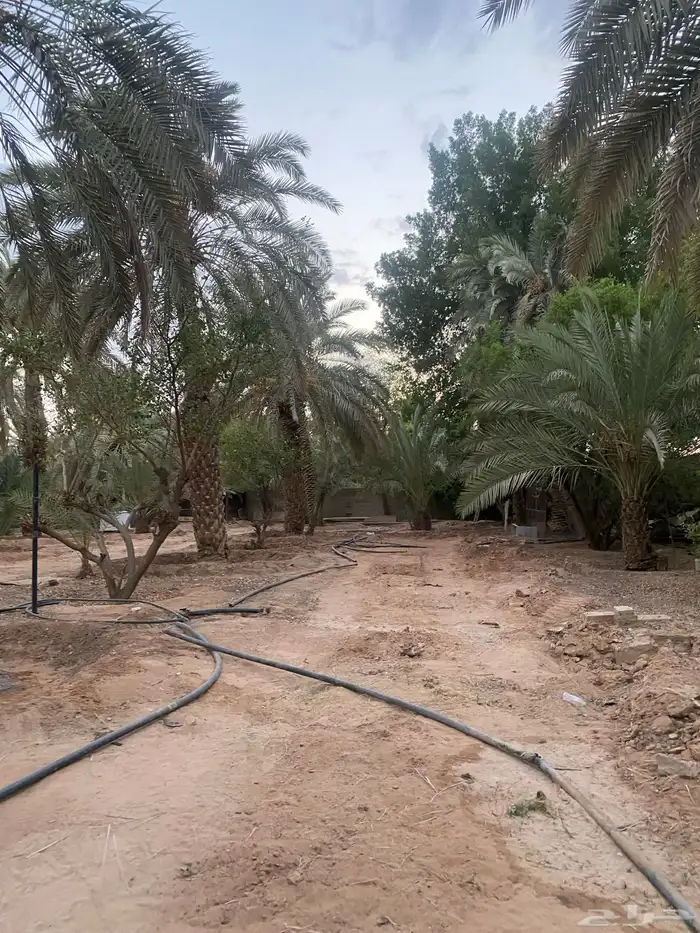 نخل طوال عدد 20 سلج وخضري 0