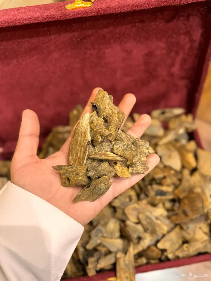 عود كينام 0