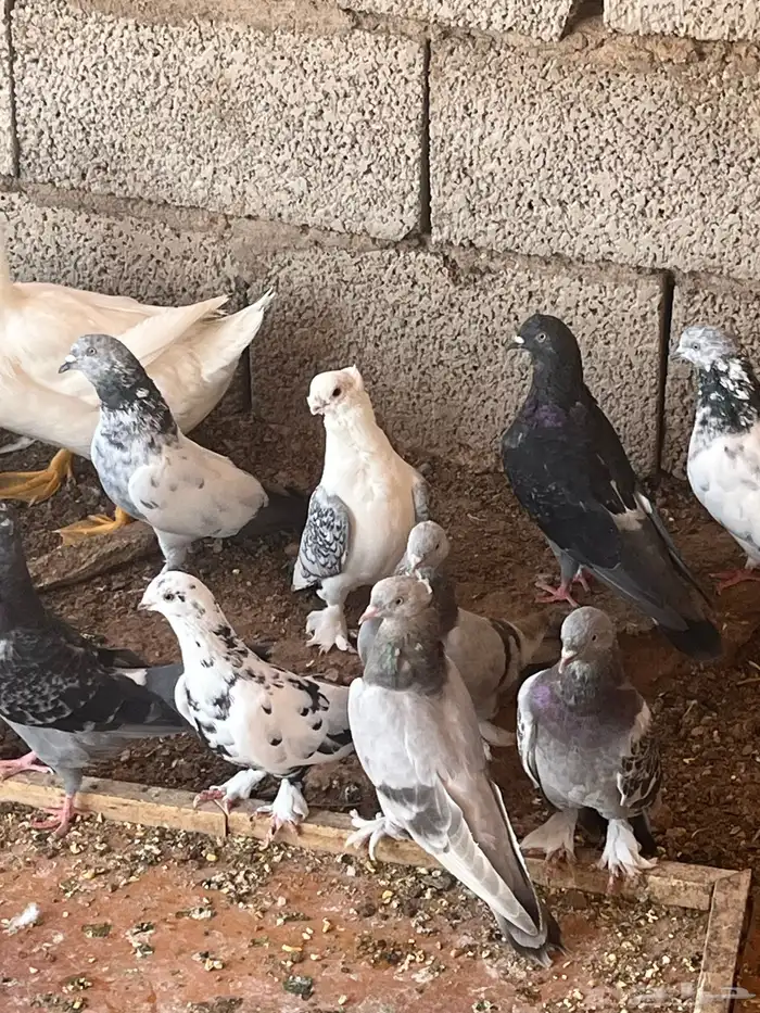 حمام مشكل زينه للبيع الموقع الحناكيه 0