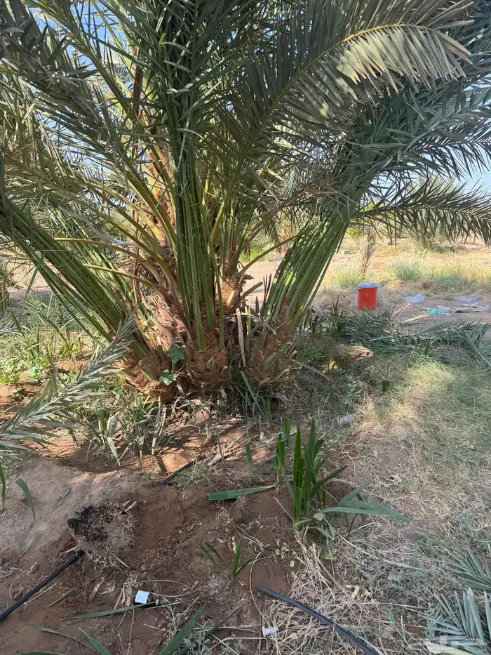 نخيل لبيع 4