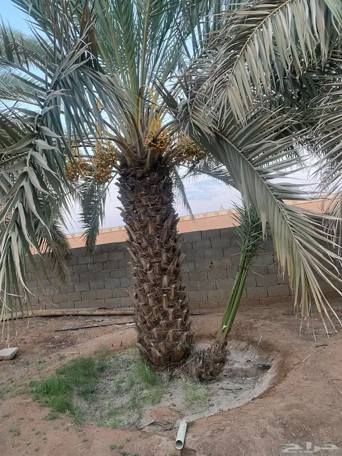 نخل طوال عدد 20 سلج وخضري 6