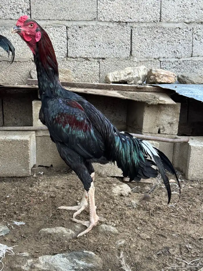 ديك باكستاني دم صافي 1