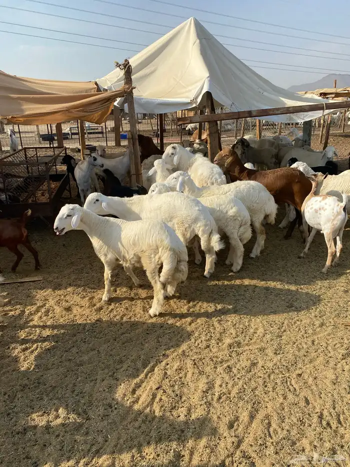 طليان نظيف كل شحم 0