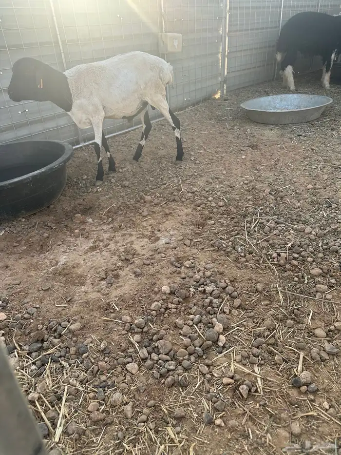 خروف بربري بري تربية ثلاث شهور ونص 0