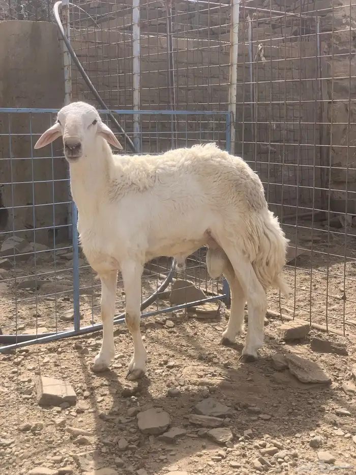 فحل حري مشروط 3