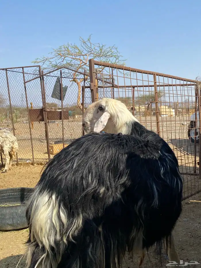 طلي نجدي صنف فاخر(تم البيع ) 4